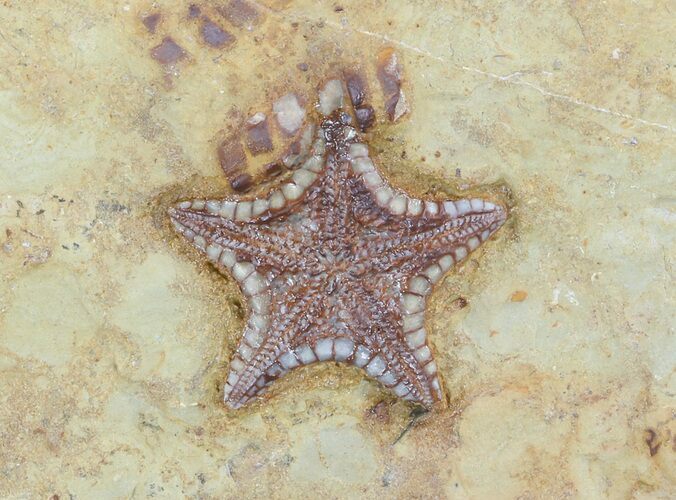 Rare, Plate of Cretaceous Starfish (Marocaster) - Morocco #48324